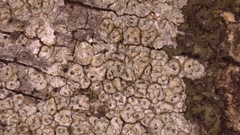 Pertusaria macounii
