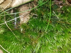 Dicranella heteromalla