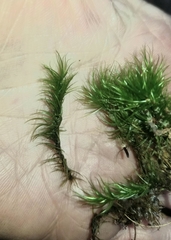 Dicranella heteromalla