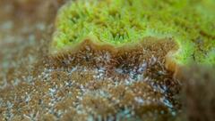 Plesiastrea versipora