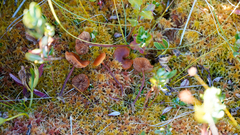 Gymnopilus fulgens