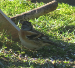 Fringilla montifringilla