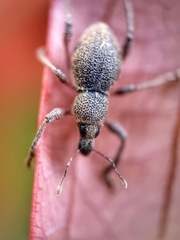 Metapocyrtus adspersus