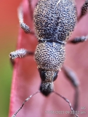 Metapocyrtus adspersus