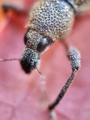 Metapocyrtus adspersus