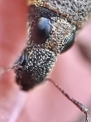 Metapocyrtus adspersus