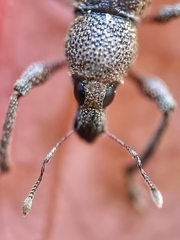 Metapocyrtus adspersus