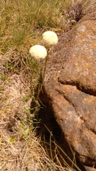 Craspedia macrocephala