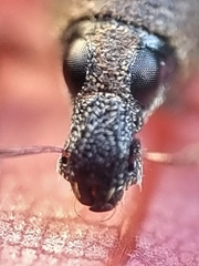 Metapocyrtus adspersus