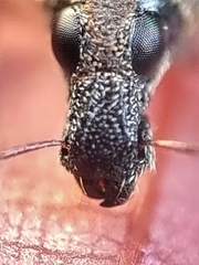 Metapocyrtus adspersus