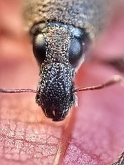 Metapocyrtus adspersus