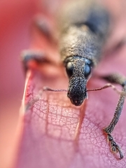 Metapocyrtus adspersus