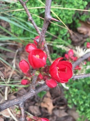 Chaenomeles