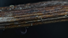 Leotiomycetes