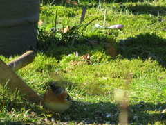 Fringilla montifringilla