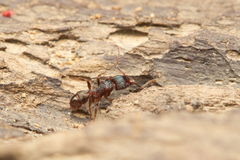 Rhytidoponera victoriae