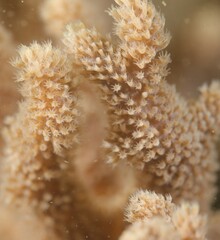Capnella gaboensis