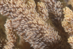 Capnella gaboensis