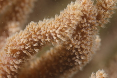 Capnella gaboensis