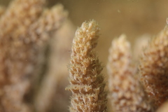 Capnella gaboensis