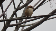 Lanius bucephalus bucephalus