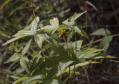 Anemonastrum dichotomum