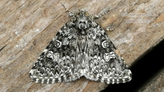 Acronicta megacephala