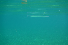 Tylosurus crocodilus