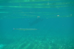 Tylosurus crocodilus