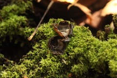 Humaria hemisphaerica