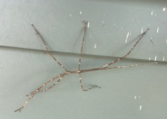 Phasmatinae