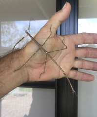 Phasmatinae