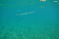 Tylosurus crocodilus