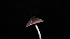 Leucoagaricus roseilividus