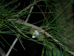 Poecilasthena pulchraria