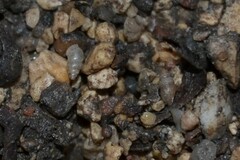 Carychium tridentatum