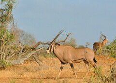 Oryx beisa callotis