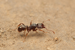 Rhytidoponera victoriae