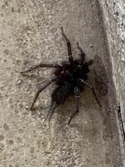 Thelechoris striatipes