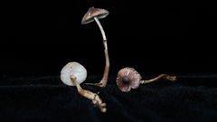 Leucoagaricus roseilividus