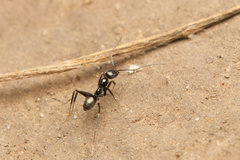 Leptomyrmex burwelli