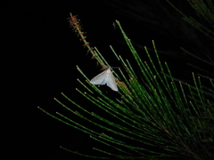Poecilasthena pulchraria