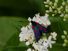 Zygaena filipendulae