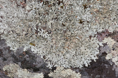 Xanthoparmelia hypofusca