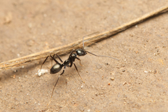 Leptomyrmex burwelli