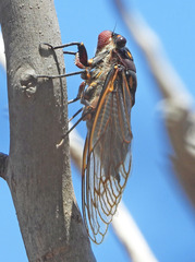 Macrotristria angularis