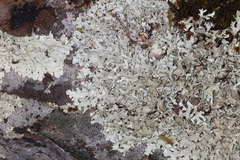 Xanthoparmelia hypofusca