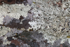 Xanthoparmelia hypofusca