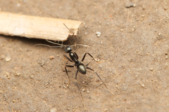 Leptomyrmex burwelli