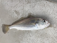 Pennahia